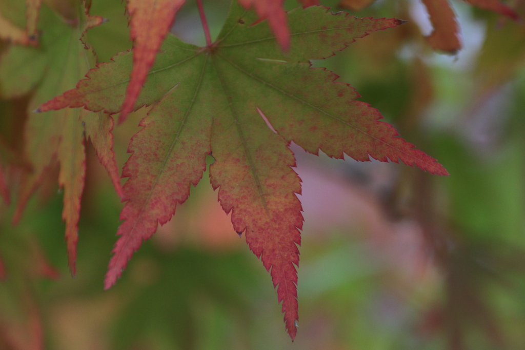 永保寺紅葉１