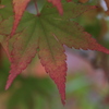 永保寺紅葉１