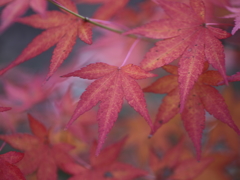 IMG_3390t_紅葉