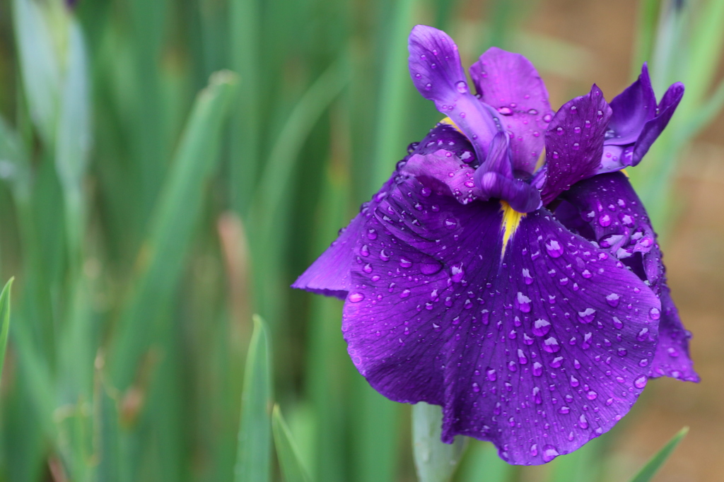 花菖蒲４