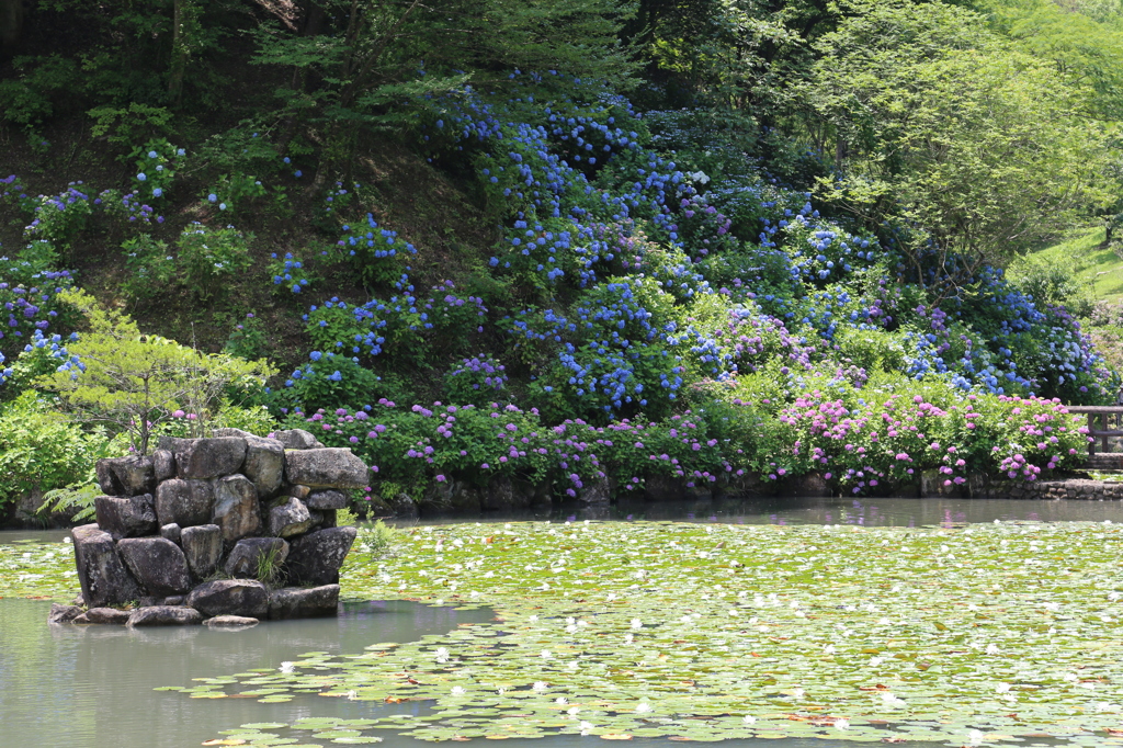 紫陽花と睡蓮