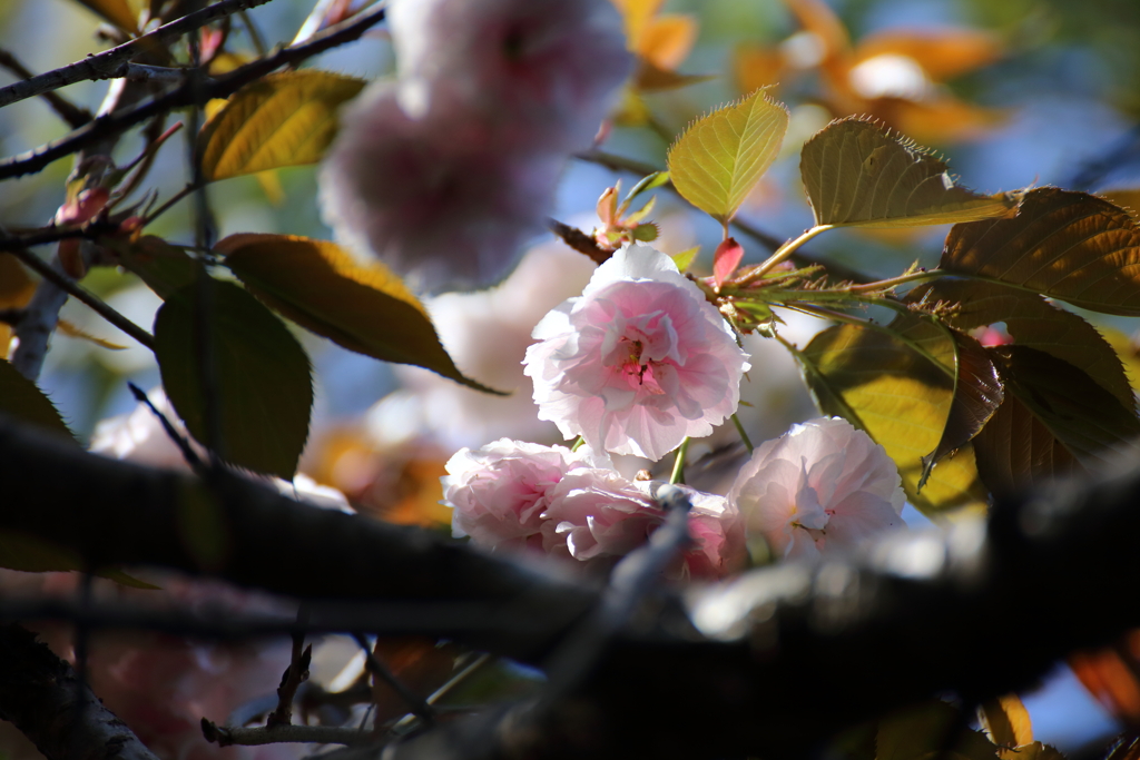 八重の桜