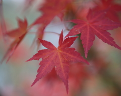 IMG_3374t_紅葉
