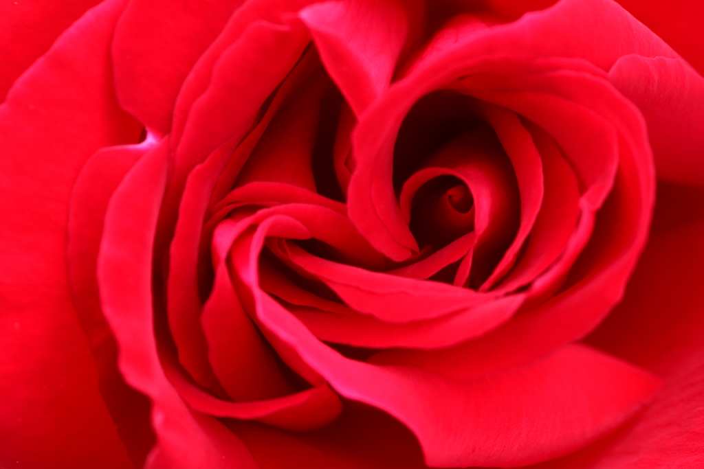 ばら組7番あっぷ