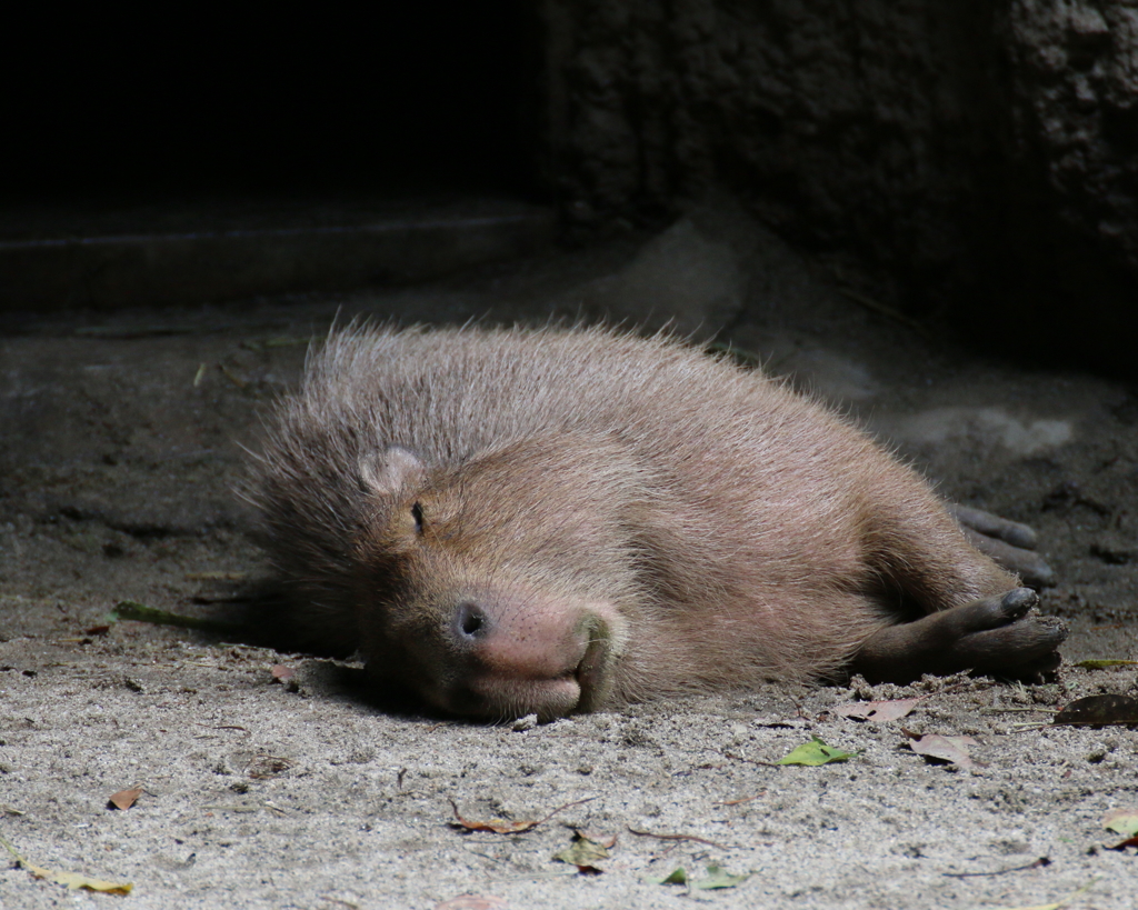 ZZZzzz・・・