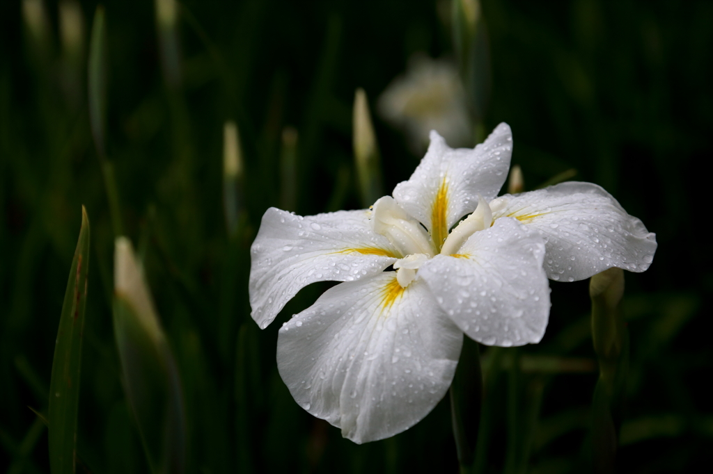 花菖蒲白