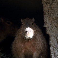 鼻だけ