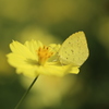 IMG_3012_蝶