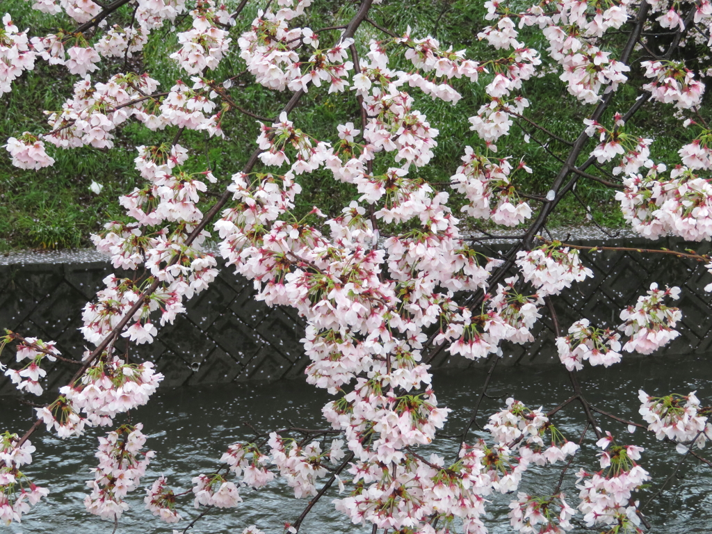 雨桜