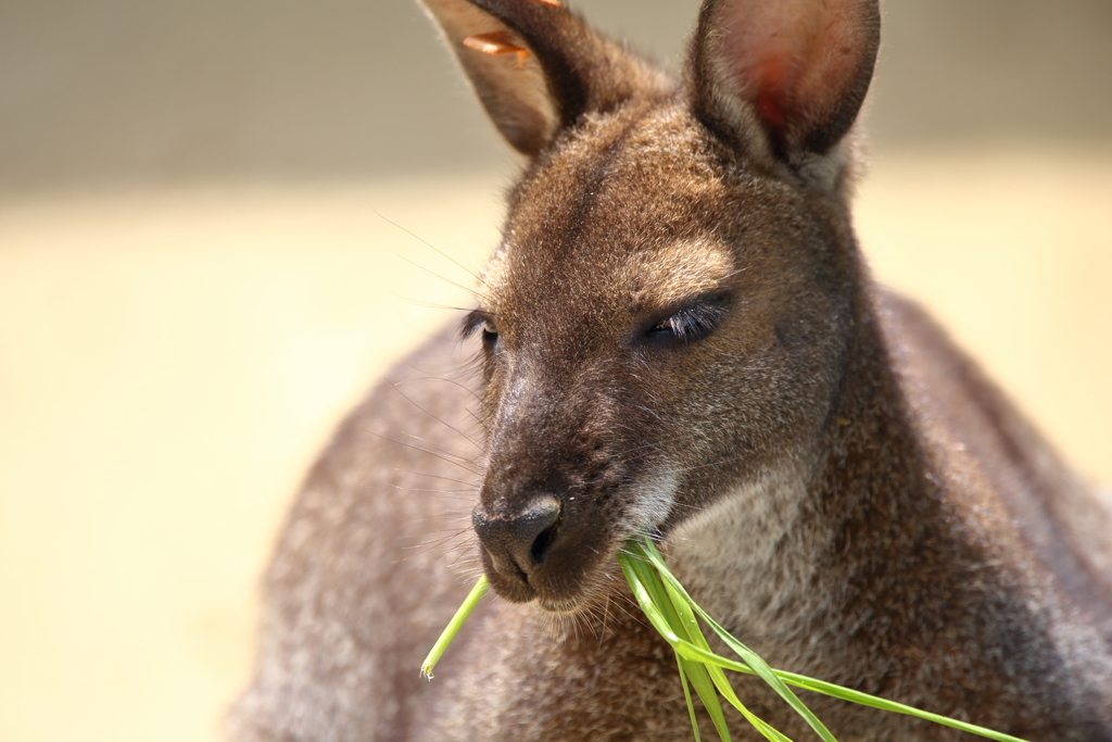 これを食べると思い出す
