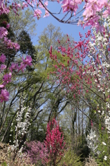 IMG_1184_花