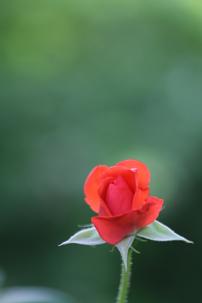薔薇４
