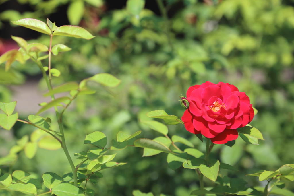 夏薔薇Ⅰ