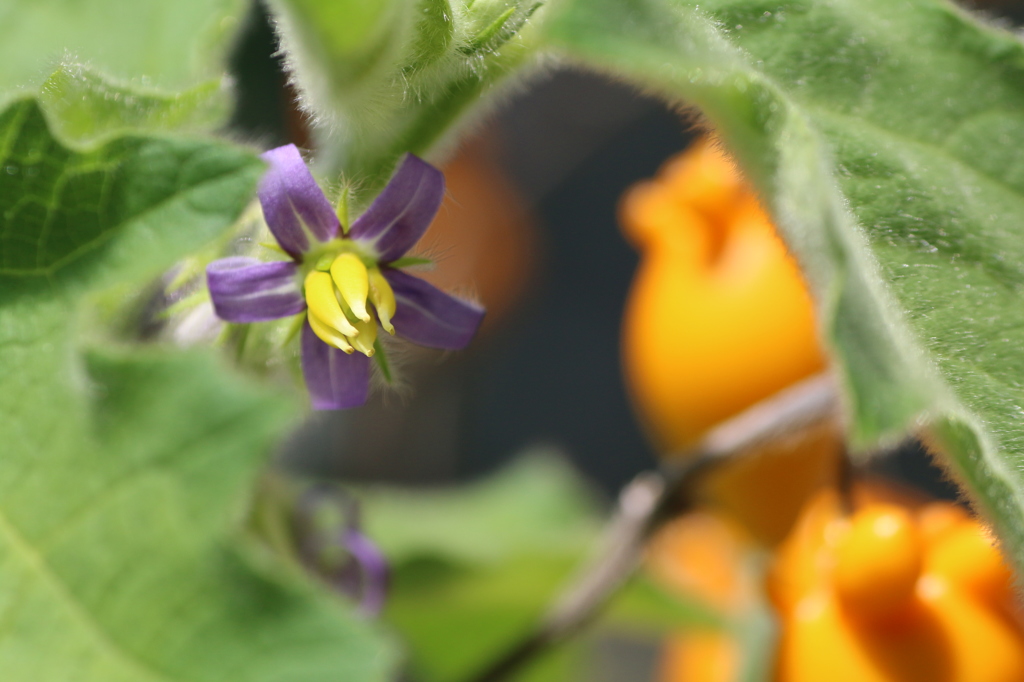 ツノナスの花