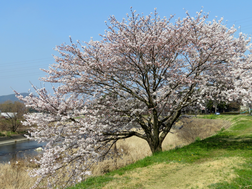 土手の桜