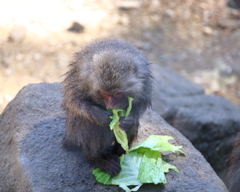 野菜たべなきゃ・・