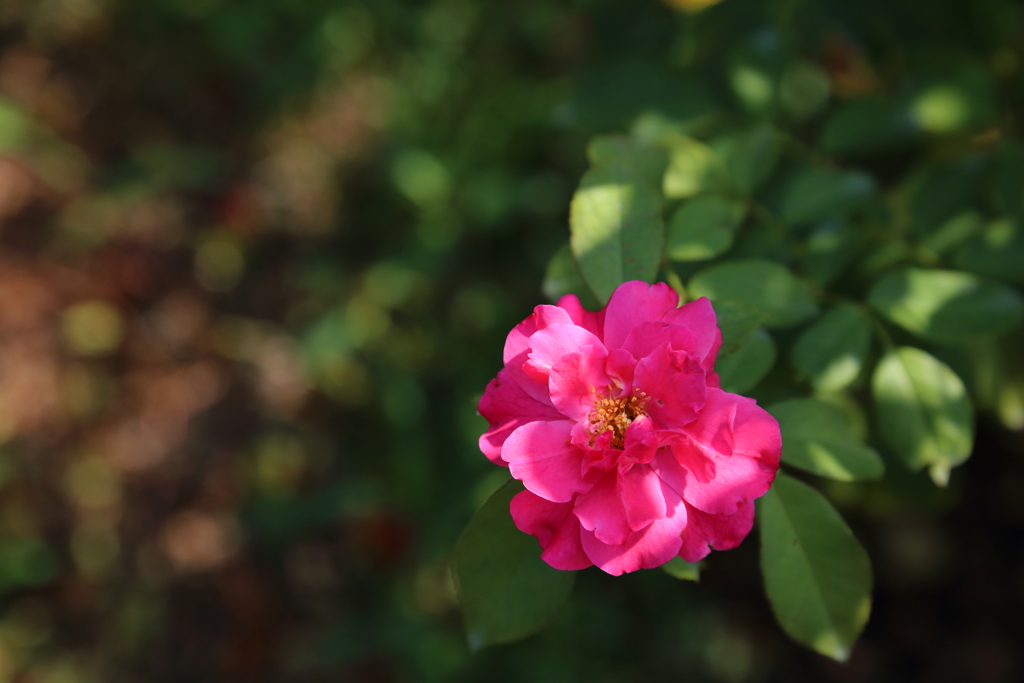 夏薔薇Ⅲ