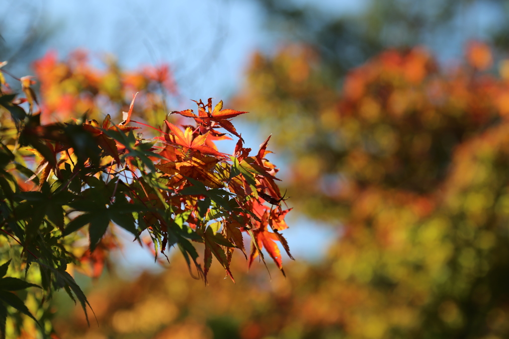 IMG_3054_紅葉