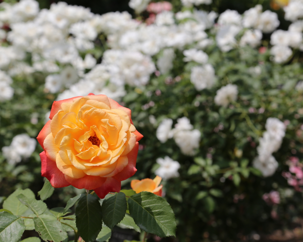 薔薇２