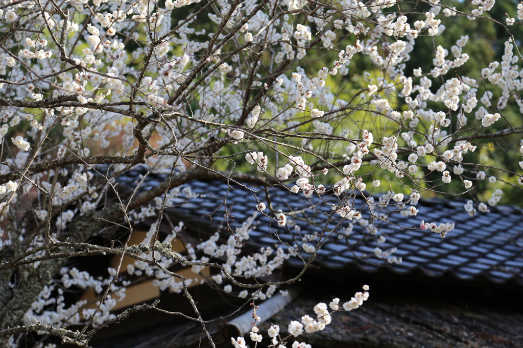IMG_1135_花
