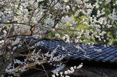 IMG_1135_花