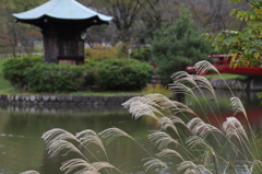 IMG_3108_すすき