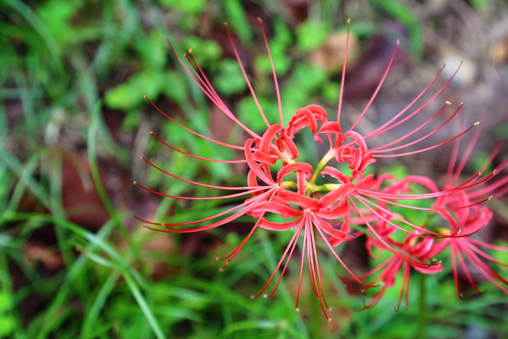 季節の花・