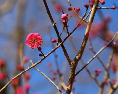 気の早い紅