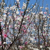 IMG_1050_花