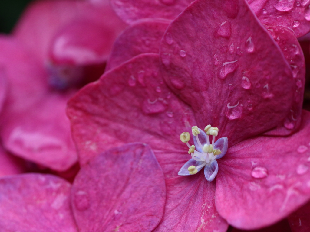 これが・・花