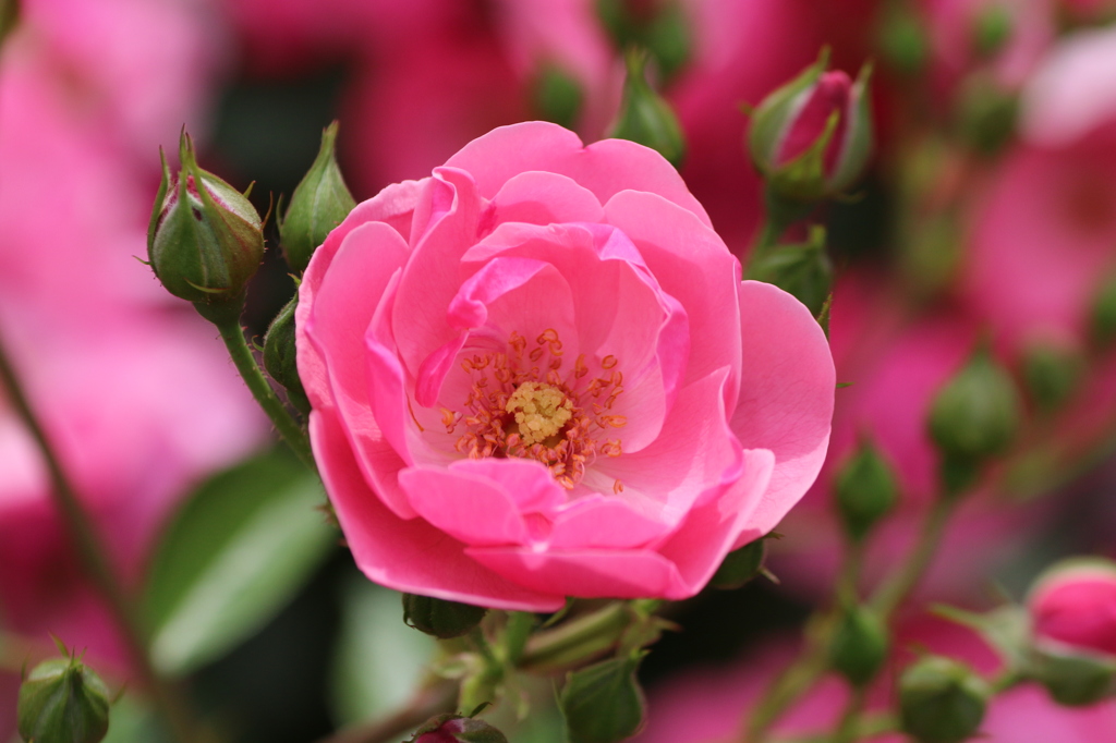 薔薇３
