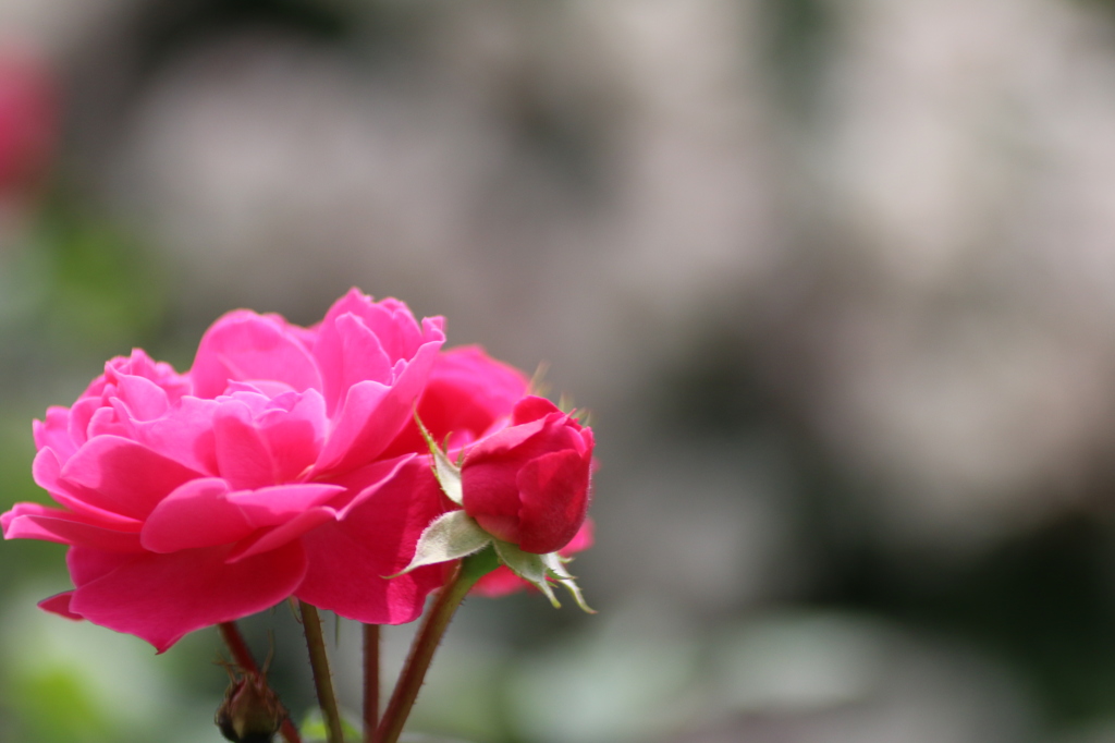 薔薇５