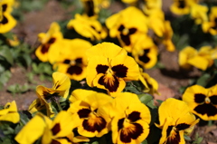 IMG_0119_花