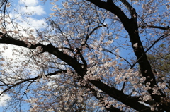 IMG_0806_桜