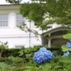 紫陽花