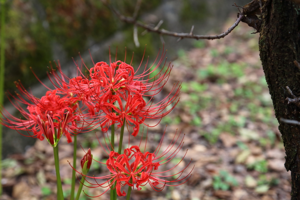 ・季節の花