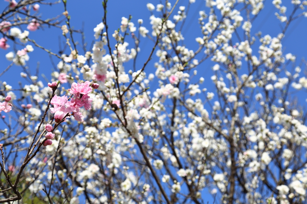 職場の花1