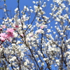 職場の花1