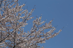 IMG_1067_桜