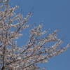 IMG_1067_桜