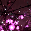 きらきらⅡ