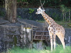 ひかり輝く