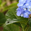 梅雨の雫Ⅲ