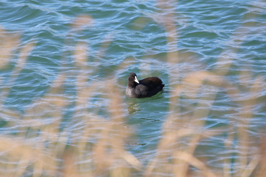 IMG_0441_水鳥