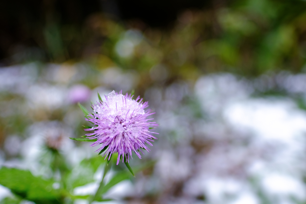 DSCF0992