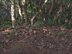 IMGP1268