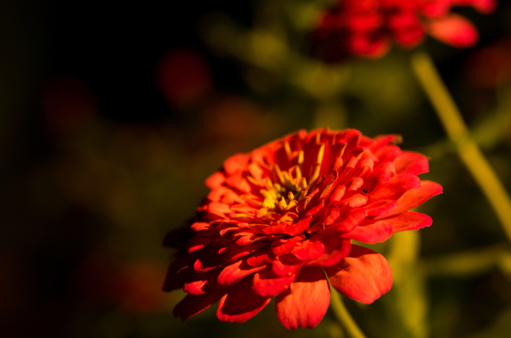 IMGP3745