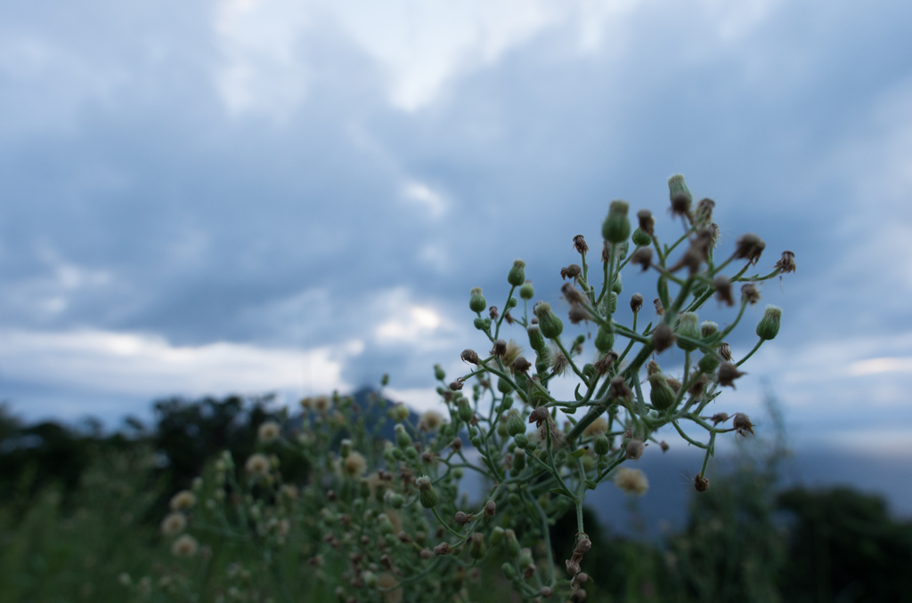 IMGP3281
