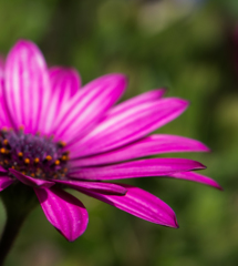 IMGP0583