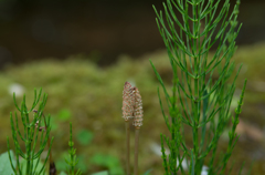 IMGP1276